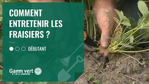 Tuto : Comment entretenir les fraisiers ? - Gamm vert