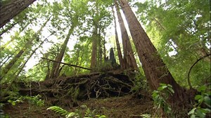 An Ecology Of Mind- A Daughter's portrait of Gregory Bateson Directed by Nora Bateson