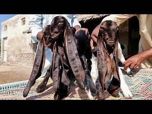 Cute Goat Kids | Complete Documentary
