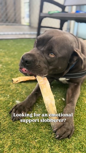 1K views · 29 reactions | November 16th is National Slobber...