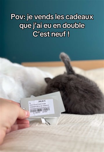 Racoon neuf gris noir à saisir ! #cat #cattok #catlover #chat #humour