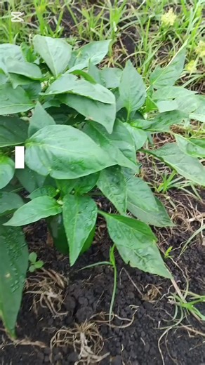 Overcoming Challenges in Agribusiness