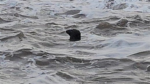 1.1K views · 24 reactions | We do get some interesting visitors at the book store. | The Maggie Law Museum - Second Hand Book Store | Facebook