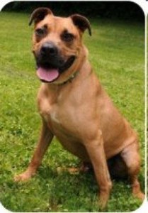 Adopt Boomer: Friendly Boxer-Shepherd Mix