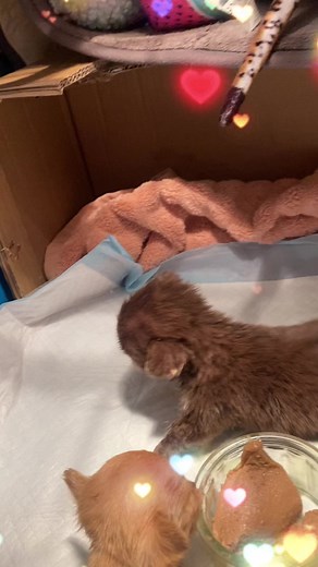 At last the orphans are eating a little solids 4 weeks 4 days old