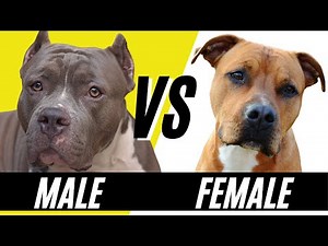 Male Pitbull Dog vs Female Pitbull Dog - Compare and Contrast | Differences is Putbull dogs