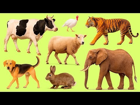25 Popular Animals in French | Learn Fast & Have Fun 🎧🐾
