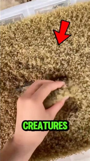The Smart Farming Trick Using Millions Of Crabs 🦀‼️