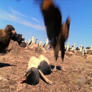 690K views · 6.6K reactions | Bird of Prey Attacks Baby Seals - World's Deadliest Join our group : Animal World . Thank you so much ! #animals #fighting #amazinganimal | Wild Animals | Facebook