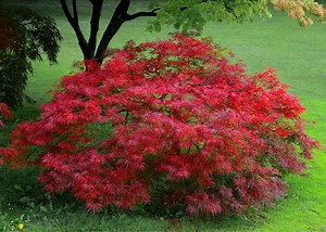 Comment bien planter un érable du Japon ? - Gamm vert