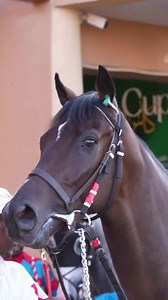 50 race nights of elite equestrian sport, grandstand energy, and premium lounge experiences. 🐎✨ 🗓️ 16 Oct – 31 Jan 📍 Riyadh Discover more: visitsaudi.com/en/destinations/riyadh/events/riyadh-racing-season Instagram 🎥: jcsa.racing​ #StayedForMore #VisitSaudi | Visit Saudi