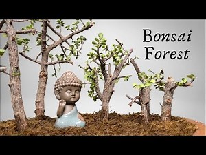 How To Make Bonsai Forest | Dwarf Jade | Part 1
