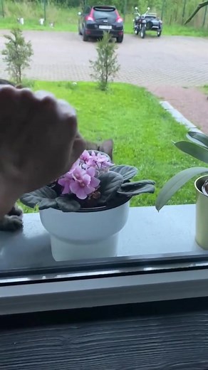 Funny Cat Reactions: Hilarious Middle Finger Moment