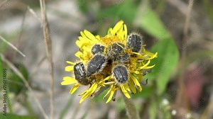 Young chafers on a yellow flower. Multiple swarm of young chafers gathered on a yellow dandelion flower to search for nectar