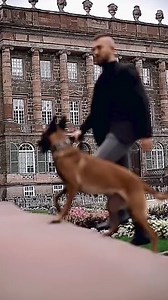 Military dogs training😳😳😳 . . . . . #dogs #military #Training #BOOMchallenge #LooksChallenge #USAToday #losangeles #salmahayek #scarlettjohansson #meganfox #jenniferlawrence #alexandradaddario #kateupton #emmastone #emmawatson #selenagomez #kristenstewart #kimkardashian #kyliejenner #jenniferlopez #arianagrande #elizabetholsen #love #galgadot #angelinajolie #katebeckinsale #margotrobbie #queen #kendalljenner #emmaroberts #sandrabullock #jenniferaniston #katyperryfans | Dog Training