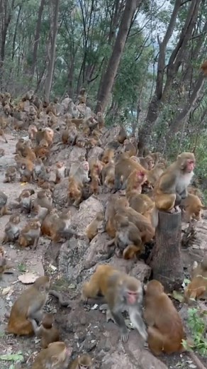 Monkeys in Their Natural Habitat: A Stunning Showcase