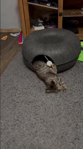 Top Cat Cave Bed for Comfort #catlove #cat #CatCaveBed