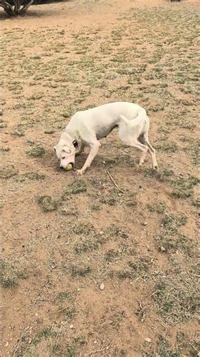 Princess Grace loves to play fetch. Available at the SF Animal Shelter