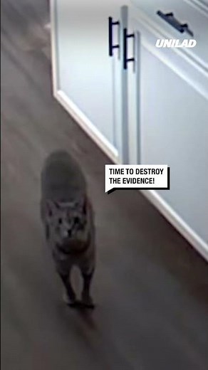 Cat destroys the evidence when he gets caught