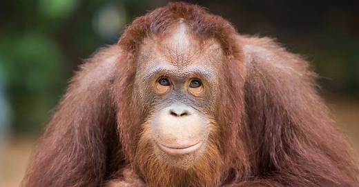 How Many Orangutans Are Left In The World?
