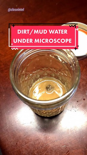 Exploring Dirt Under the Microscope: Nematodes Revealed