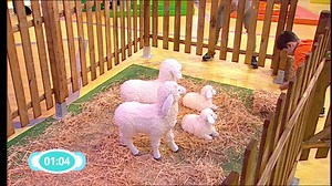 190K views · 806 reactions | A “Caderneta do Panda” é uma grande animação! Muitos desafios, jogos interativos e cromos virtuais estão à tua espera! Estás preparado, amiguinho? Aponta na tua agenda: todos os sábados e domingos, às 18h, são dias de “Caderneta do Panda”! | Canal Panda | Facebook