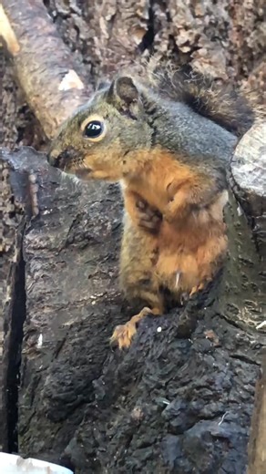 #squirrel new comer. Very nervous and defensive. First time i have se... | Squirrel Help Squad | Facebook