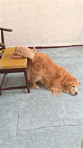 The golden retriever let the puppy stand on its body to eat the food on the table😂