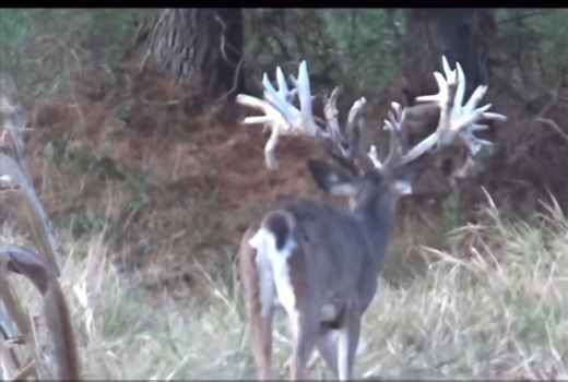 2.5K views · 165 reactions | 388 inch mega giant. #hunting #deerhunting #whitetails | Cedar Ridge Whitetails | Facebook
