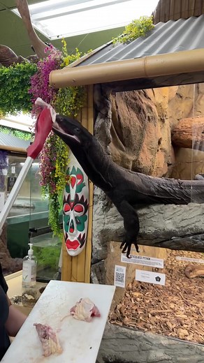 Meet Gilly: A Handsome Black Monitor Lizard