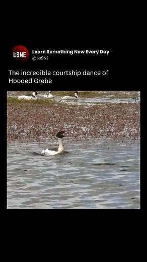 TJ Bondy | 💃🕺 | Instagram