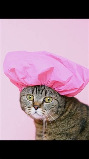 Unlocking the Secrets of Cat Communication: Over 100 Sounds Explained!