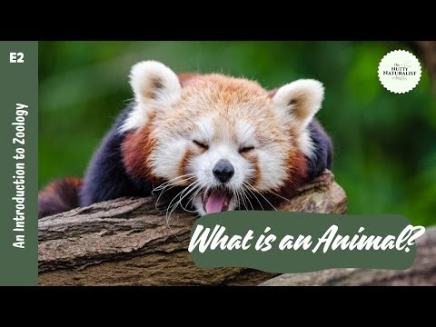 What is an Animal?