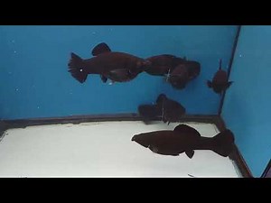 MOLLY VELIFERA NEGRO JUMBO MACHO Y HEMBRAS