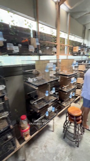 Visiting a local finch breeding facility today. Clean cages, healthy birds, and a peaceful environment make the whole place feel inspiring to watch. Simple moments like this always bring fresh motivation for anyone who loves bird keeping. #Finch #BirdKeeping #BreedingRoom #AviaryLife #HighCPMVideo #fblifestyle | Indra Prihantoro