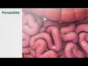 Peristaltikk på 60 sekunder