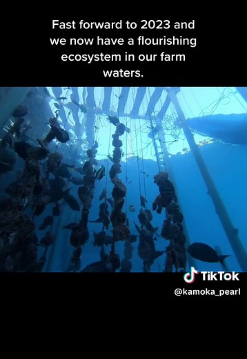 Sustainable Pearl Farming: A Thriving Ecosystem