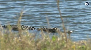 Why Florida Waters Are Perfect for Alligator Hunting Tactics!