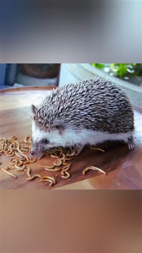 WAIT, THAT’S A BABY HEDGEHOG? #animals #hedgehog #cute #funny #facts #ytshorts #animallife #nature