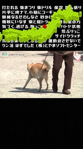 狂犬病予防注射と犬の健康管理