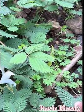 Why Touch me not plant fold their leaves inwards when touch ?