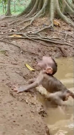 Mother Monkey Saves Her Drowning Baby 😢🐒”Baby Monkey Almost Drowns — Mother’s Fast Rescue!”Heart-
