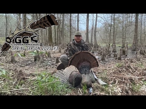 Spring Turkey Season 2025 #3 (Fired Up Swamp Gobblers/Strutting and Fighting)
