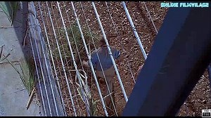 Filmvilág2 Jurassic Park