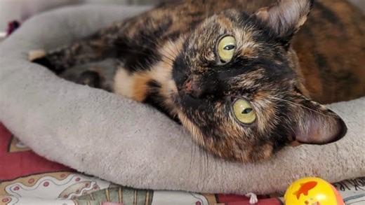 Ask the Shelter: Is a fat dog an unhealthy dog?