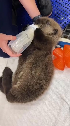Adorable sea otter baby. #amazing #cute #animals #love #sea #shorts #knowledge #seaotter #factsdaily #story #didyouknow #facts | Sonia Lang