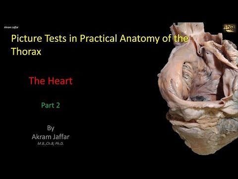 Picture Tests in Anatomy - Thorax - Heart 2 + Anki flashcards