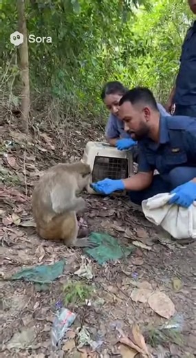 46K views · 584 reactions | Try to rescue poor abandoned mama monkey and her newborn | Monkeys Rescue | Facebook