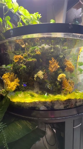 You can almost hear the sea birds calling#reeflife #saltwaterfishtank #aquascape