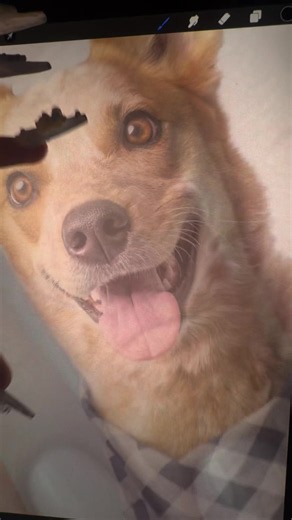 Dog Tattoo Ideas from Las Vegas Tattoo Artists